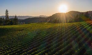 O'Shaughnessy Estate Winery