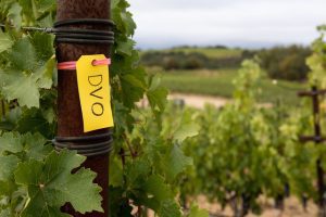 DVO Napa Valley