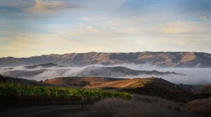 Dragonette Cellars