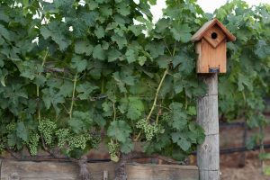Dalla Valle Vineyards