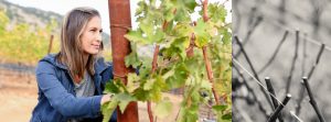 Dalla Valle Vineyards