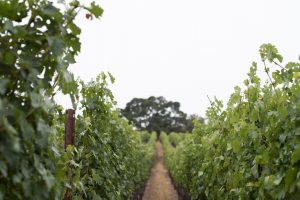 Favia Wines