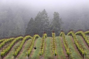 Heimark Vineyard