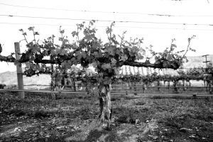 Realm Cellars