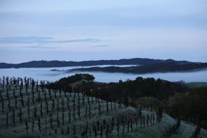 Saxum Vineyards