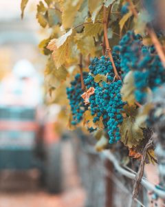 Stewart Cellars