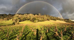 Scherrer Winery - Vineyard Rainbow