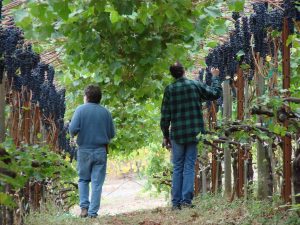 Scherrer Winery - Walking through vineyard